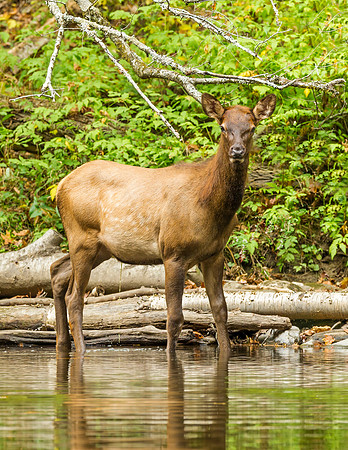 Elk_GSMNP_2016_61