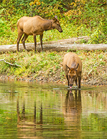 Elk_GSMNP_2016_62