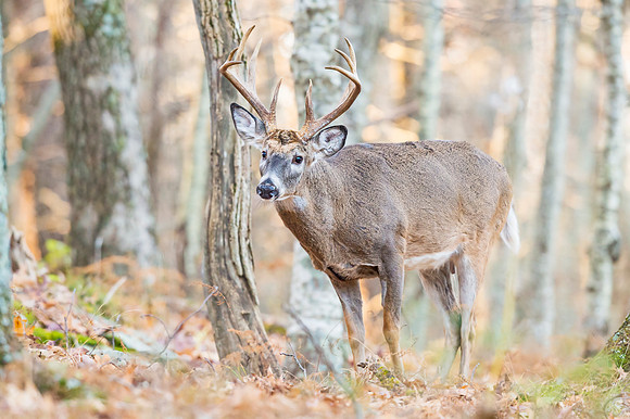 White-tailed_deer_Shenandoah_2016_1
