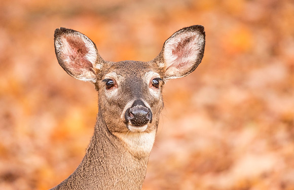 White-tailed_deer_Pipestem_SP_2016_1