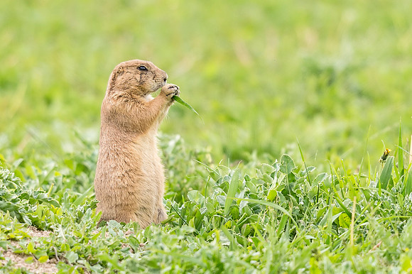 Black-tailed_prairie_dog_Hygiene-2016_1
