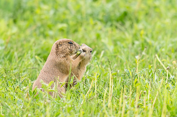 Black-tailed_prairie_dog_Hygiene-2016_2