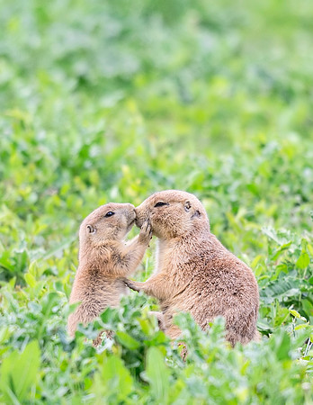 Black-tailed_prairie_dog_Hygiene-2016_3
