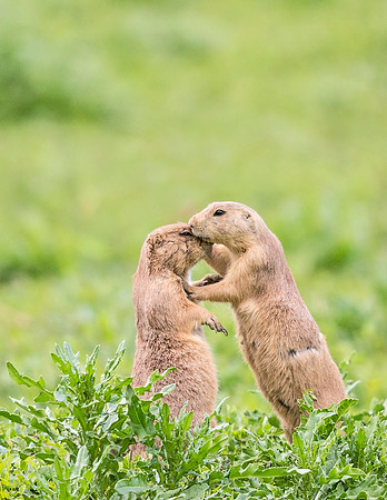 Black-tailed_prairie_dog_Hygiene-2016_4