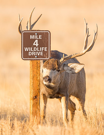 Mule_deer_buck_RMANWR_2016_1
