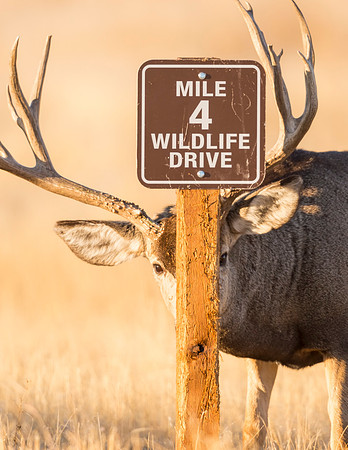 Mule_deer_buck_RMANWR_2016_2
