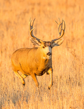 Mule_deer_buck_RMANWR_2016_4