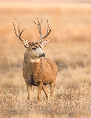 Mule_deer_buck_RMANWR_2016_5