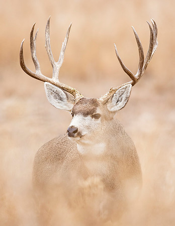 Mule_deer_buck_RMANWR_2016_6