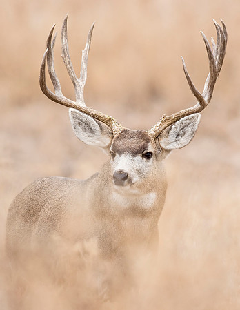 Mule_deer_buck_RMANWR_2016_7