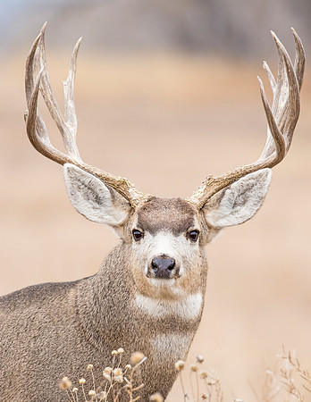 Mule_deer_buck_RMANWR_2016_8