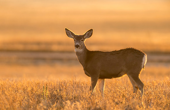 Mule_deer_doe_RMANWR_2016_3