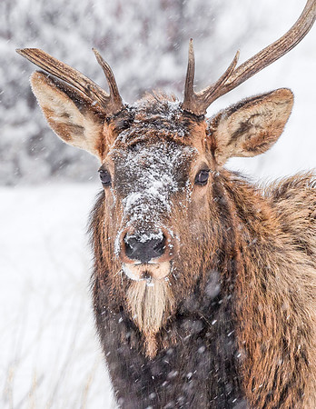 Elk_Estes_Park_2017_1