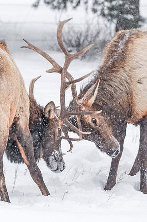 Elk_Estes_Park_2017_2
