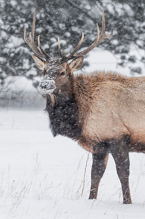Elk_Estes_Park_2017_3