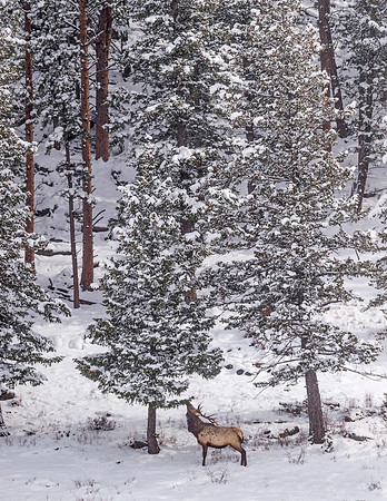 Elk_RMNP_2017_3