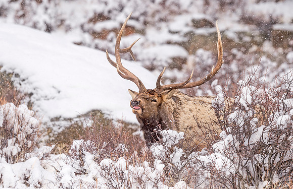Elk_RMNP_2017_2