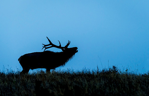 Elk_RMNP_2015_17