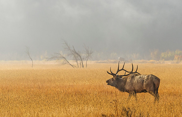 Elk_RMNP_2015_3