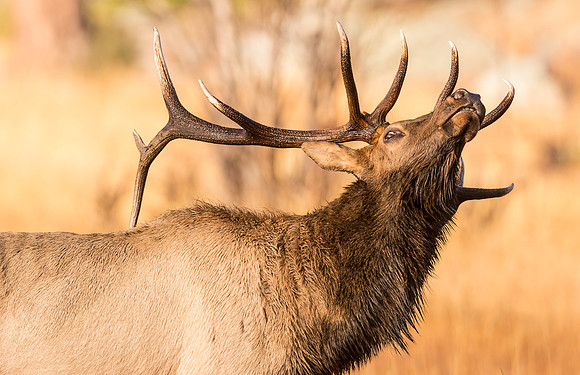 Elk_RMNP_2016_3