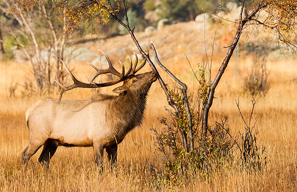 Elk_RMNP_2016_4