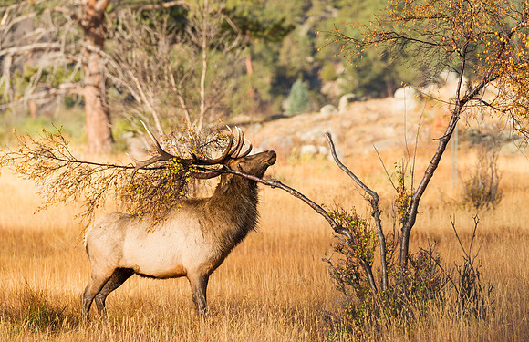 Elk_RMNP_2016_5