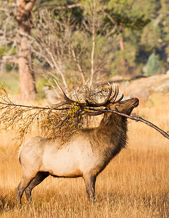 Elk_RMNP_2015_5a