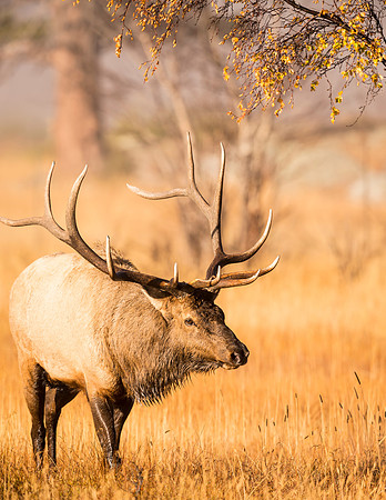Elk_RMNP_2015_6
