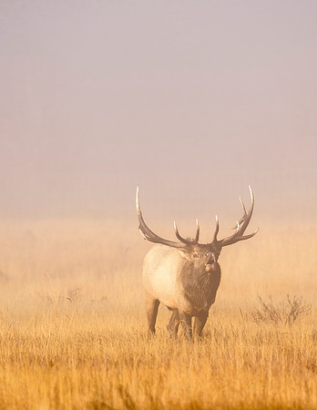 Elk_RMNP_2015_7
