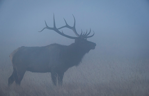 Elk_RMNP_2015_8