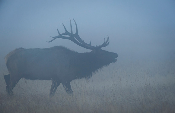 Elk_RMNP_2015_9