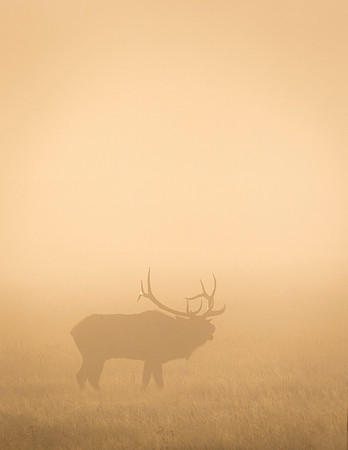 Elk_RMNP_2015_10
