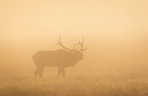 Elk_RMNP_2015_11