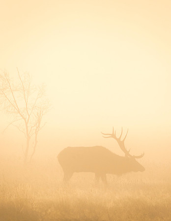 Elk_RMNP_2015_12