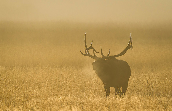 Elk_RMNP_2015_13