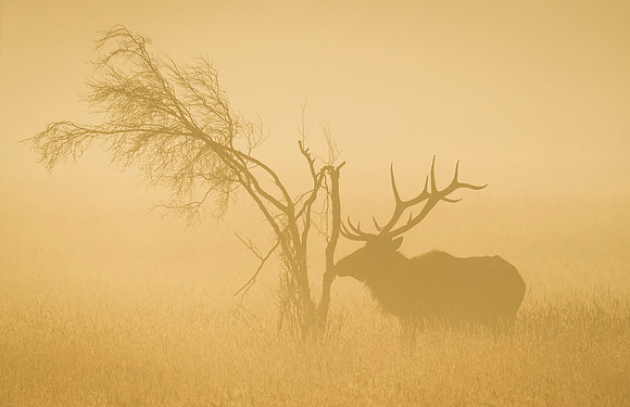 Elk_RMNP_2015_14