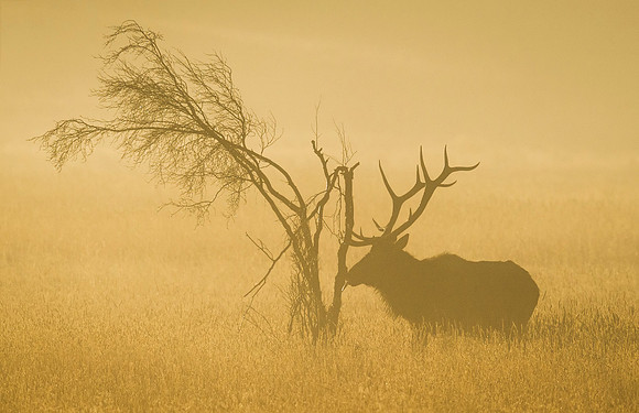 Elk_RMNP_2015_15