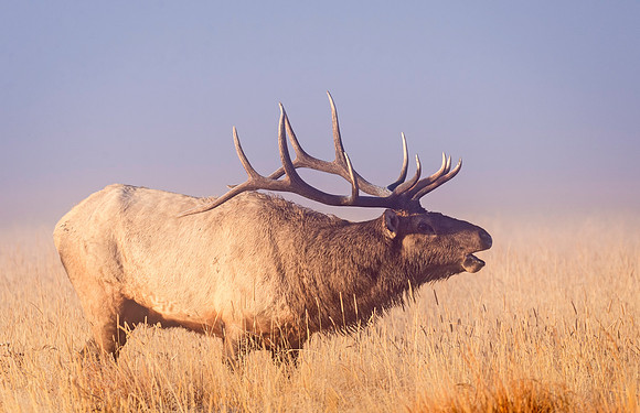 Elk_RMNP_2015_16