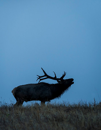 Elk_RMNP_2015_18