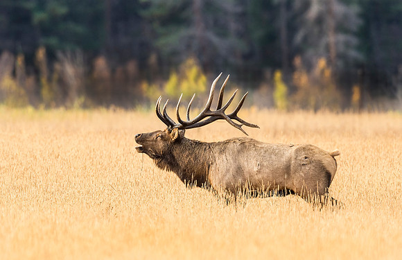 Elk_RMNP_2015_19
