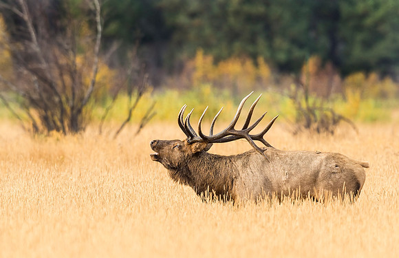 Elk_RMNP_2015_20