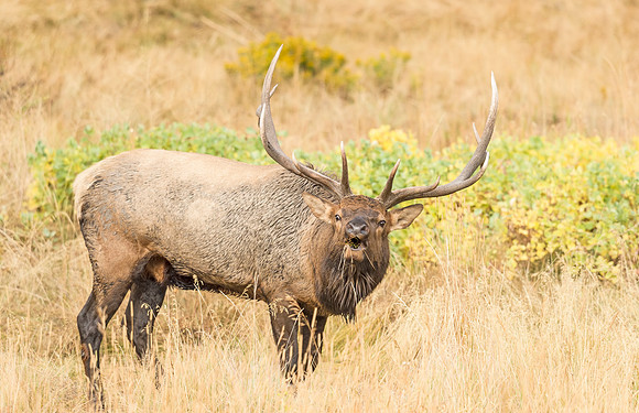 Elk_RMNP_2015_21