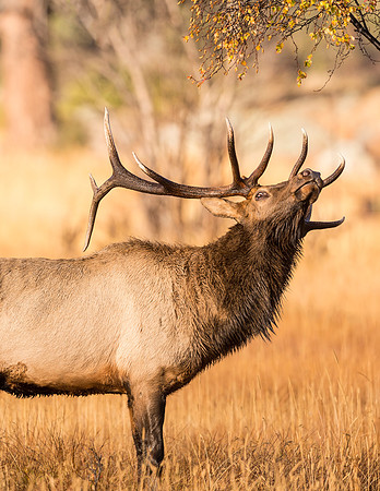 Elk_RMNP_2016_2