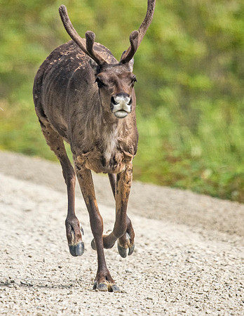 Caribou_Denali_2016-9