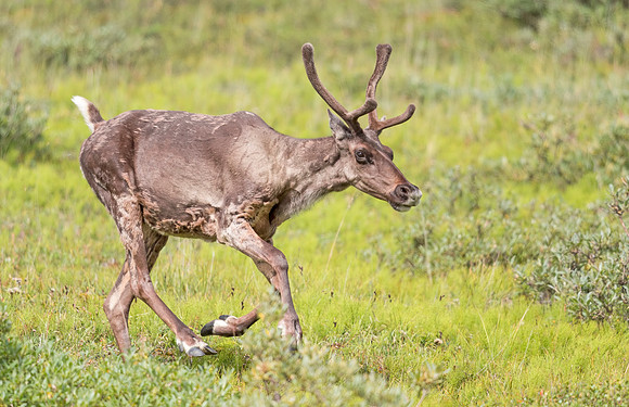 Caribou_Denali_2016-10