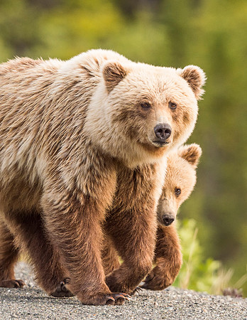 Brown_bear_Alaska_HW_2016_1