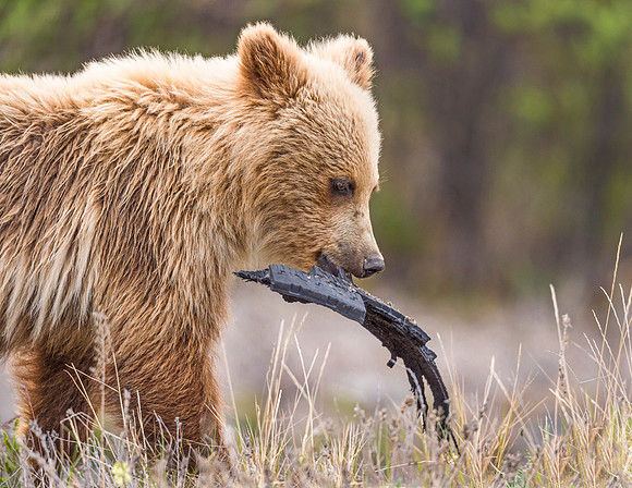 Brown_Bear_AH_2016_2
