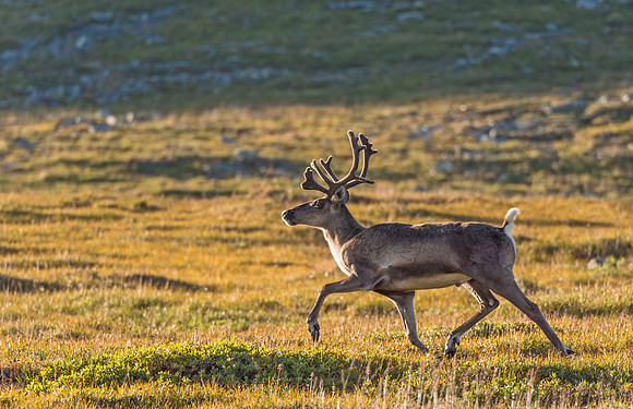 Caribou_Denali_2016_11