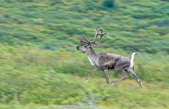 Caribou_Denali_2016_12