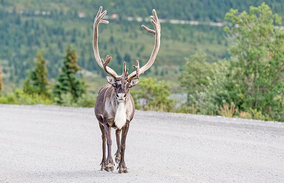 Caribou_Denali_2016_13